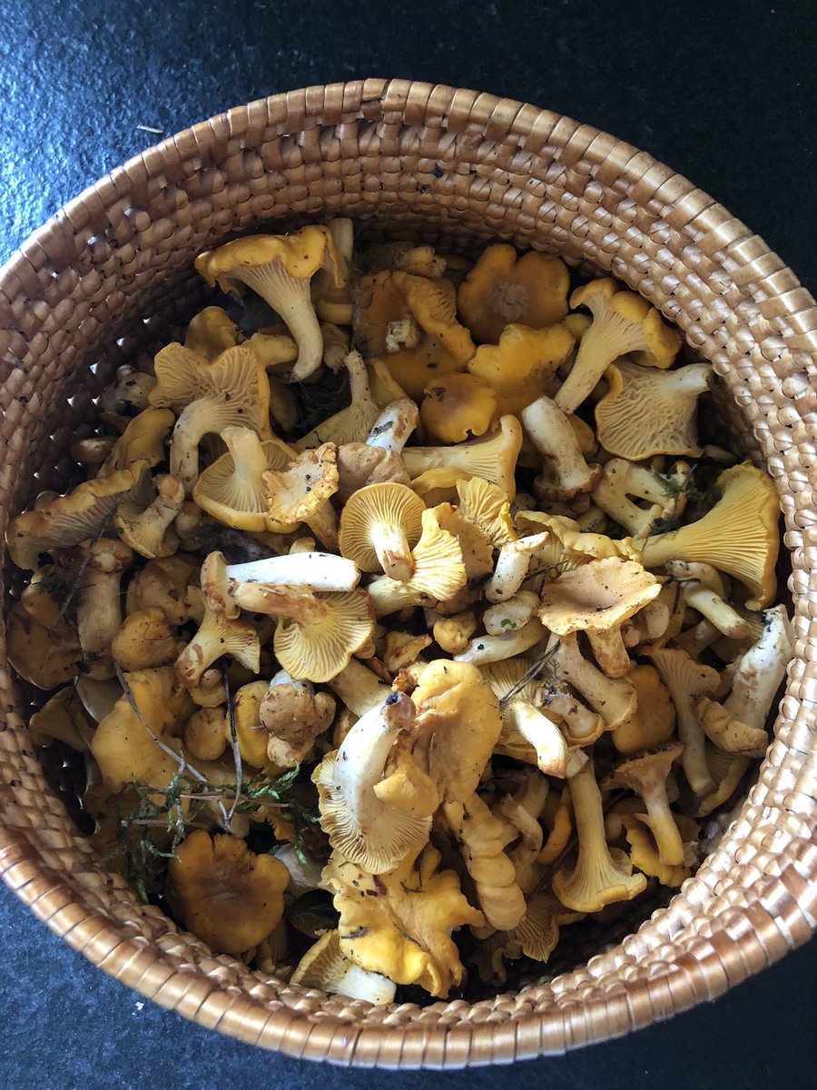 Znotina's tweet photo. From forest with love 💛 & chanterelles 🫶
#maxrelax https://t.co/DaPgK9Es3b