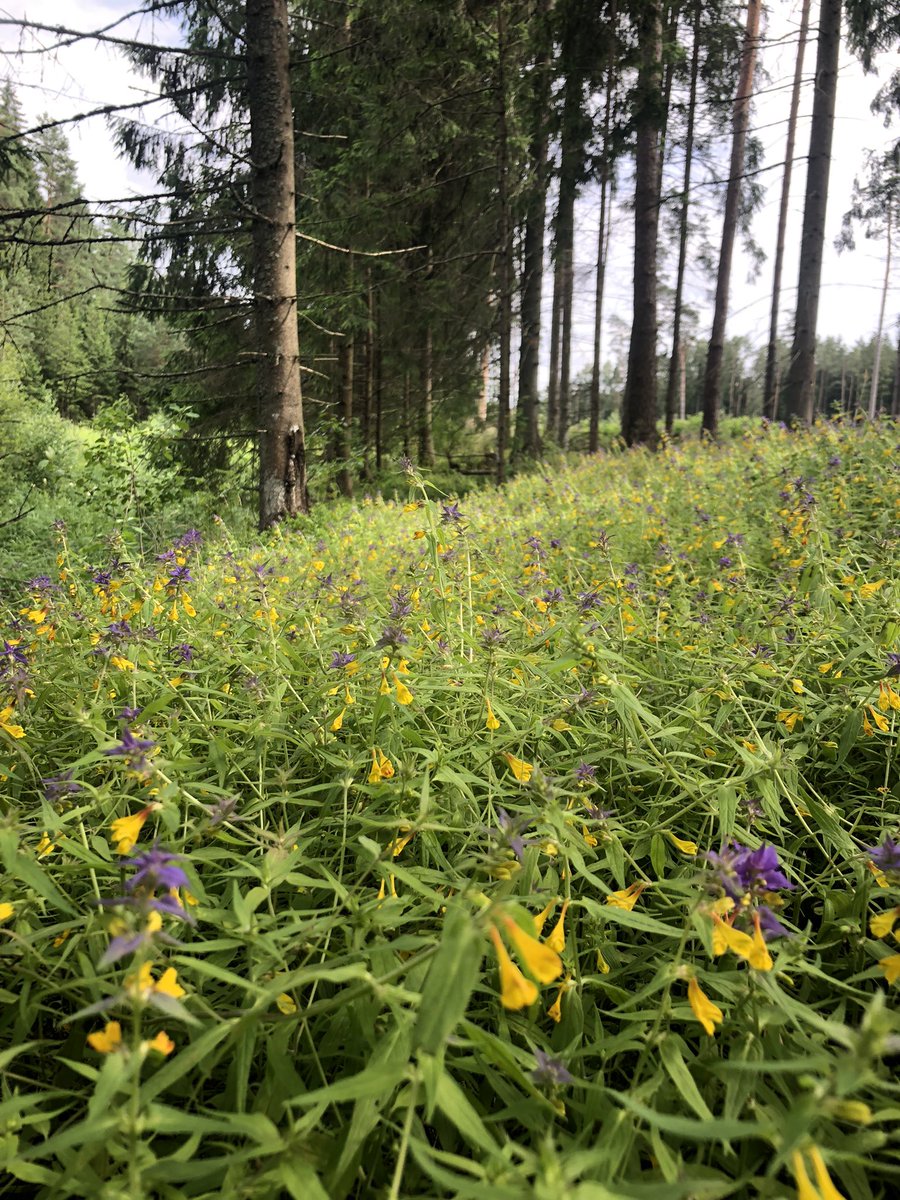 Znotina's tweet photo. From forest with love 💛 & chanterelles 🫶
#maxrelax https://t.co/DaPgK9Es3b