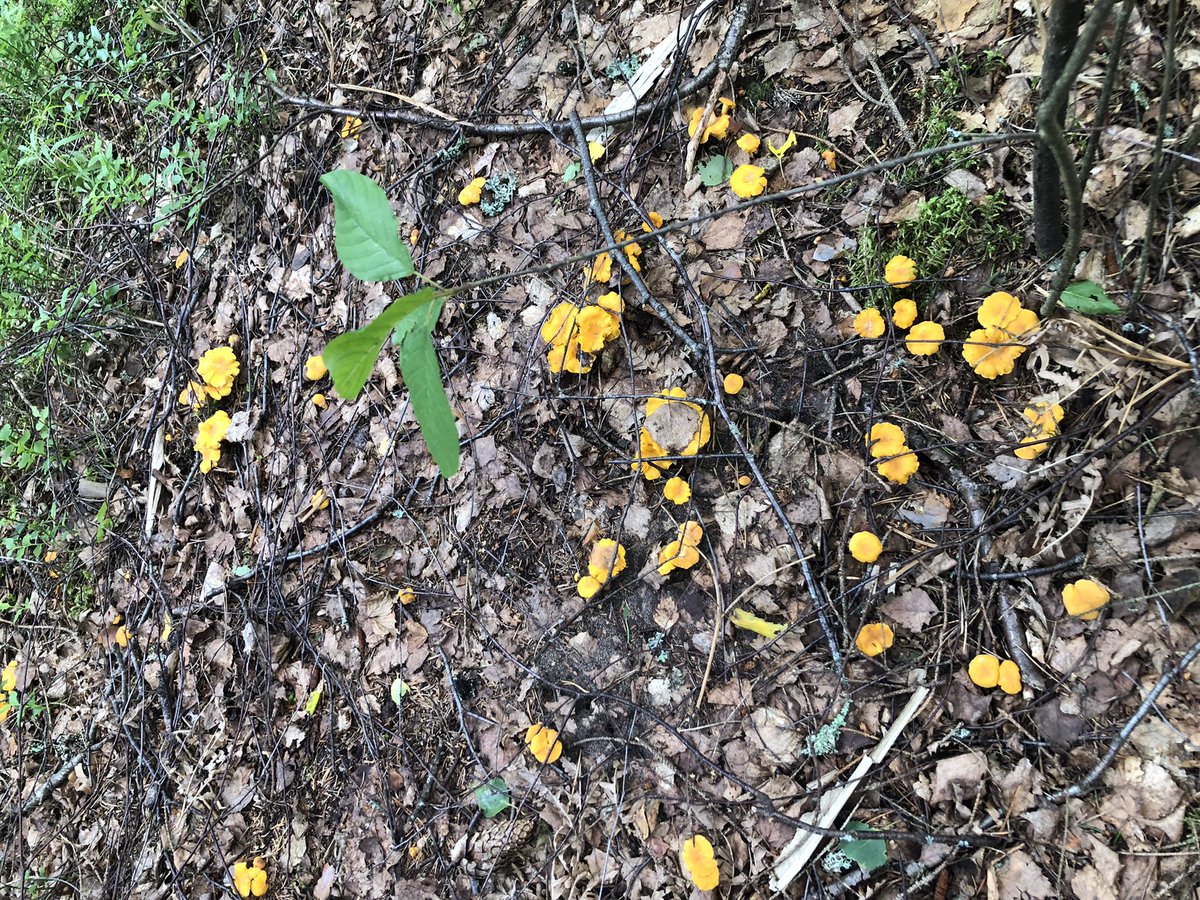 Znotina's tweet photo. From forest with love 💛 & chanterelles 🫶
#maxrelax https://t.co/DaPgK9Es3b