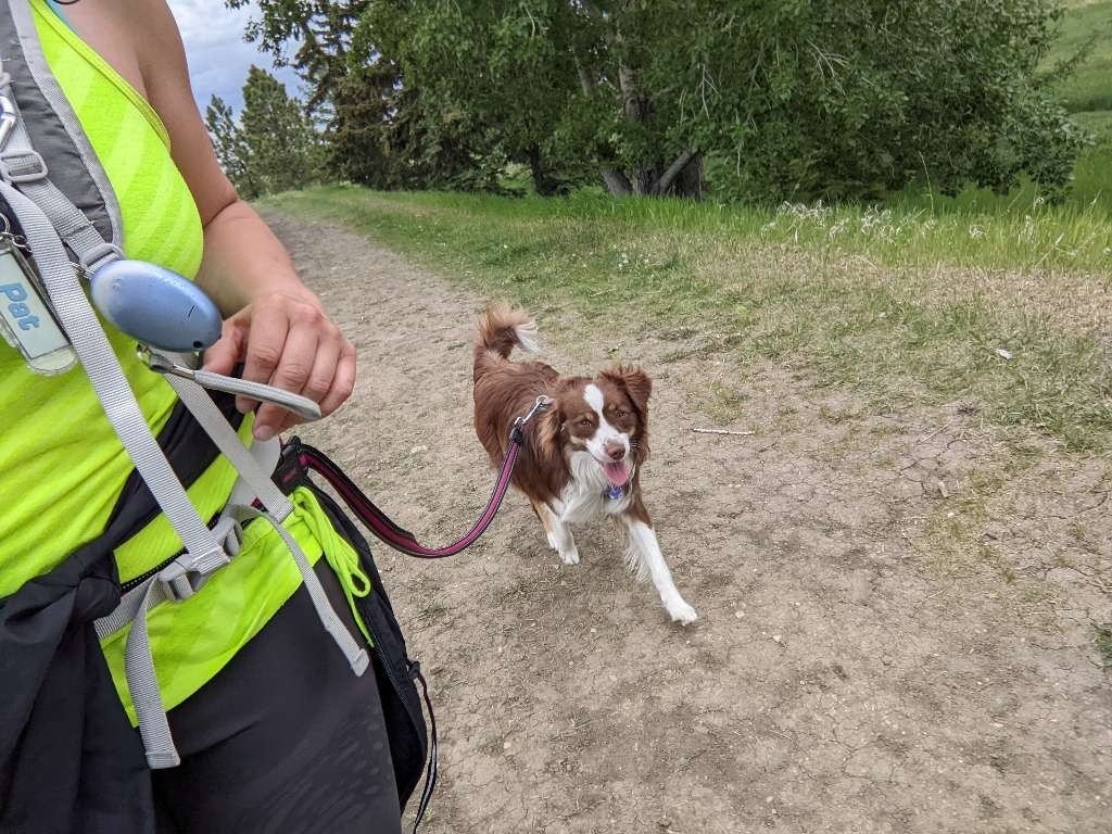 yegdogjogs's tweet photo. Our staff can rack up a lot of km's in a single Dog Jog! 

We wanted to know, what do you think the record is for the longest Dog Jog? 10, 12, 15km?! 

Comment your guess below for a prize 😉 https://t.co/ENl8f10HQC