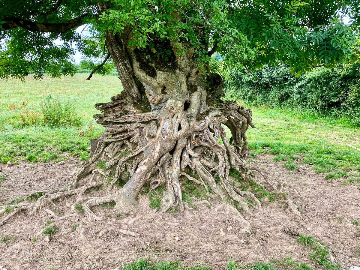 Boconnoc (@boconnocestate) on Twitter photo A gnarly yet beautiful tree stumbled upon by one of the team this week on the estate 🌳 A gnarly yet beautiful tree stumbled upon by one of the team this week on the estate 🌳