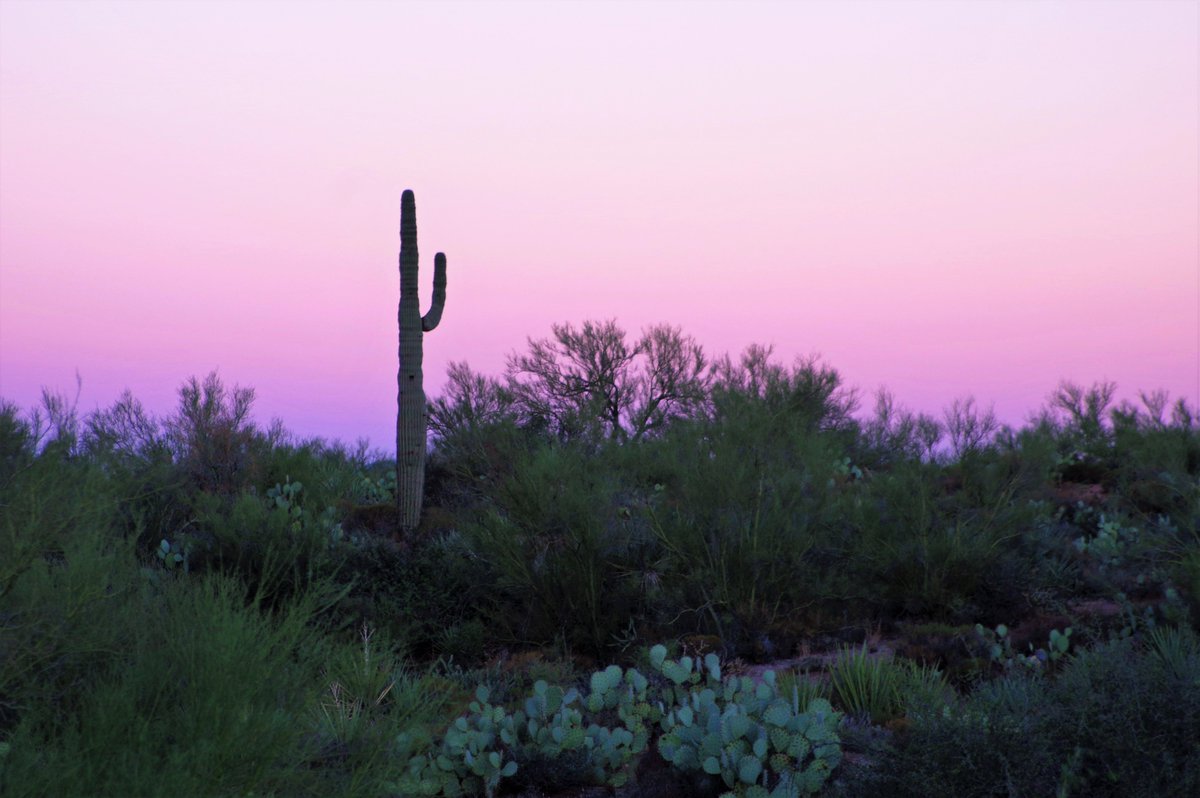 Good morning folks, enjoy your hump day!
#ArizonaDesert #outwest #saguarocactus