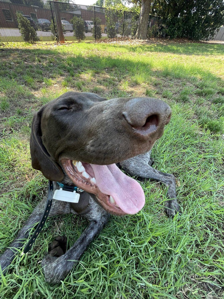JustinFloyd1738's tweet photo. Grassy Bean #puppy #gsp #outdoors #fishing #kayaking https://t.co/Y6ijty9Pcp