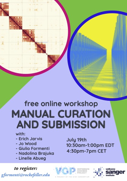 Hey genome friends! The VGL, along with our colleague Jo from the @SangerToL, is hosting a zoom workshop on genome curation and submission to NCBI/ENA next Tuesday! If you're interested in attending or have any questions, please send an email to gformenti@rockefeller.edu🧬🧬