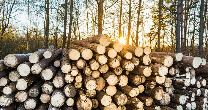 Did you know that softwood products store much of this carbon indefinitely. In the case of buildings, the carbon is kept out of the atmosphere for the lifetime of the structure—or longer if the softwood is reclaimed and used to manufacture other products.