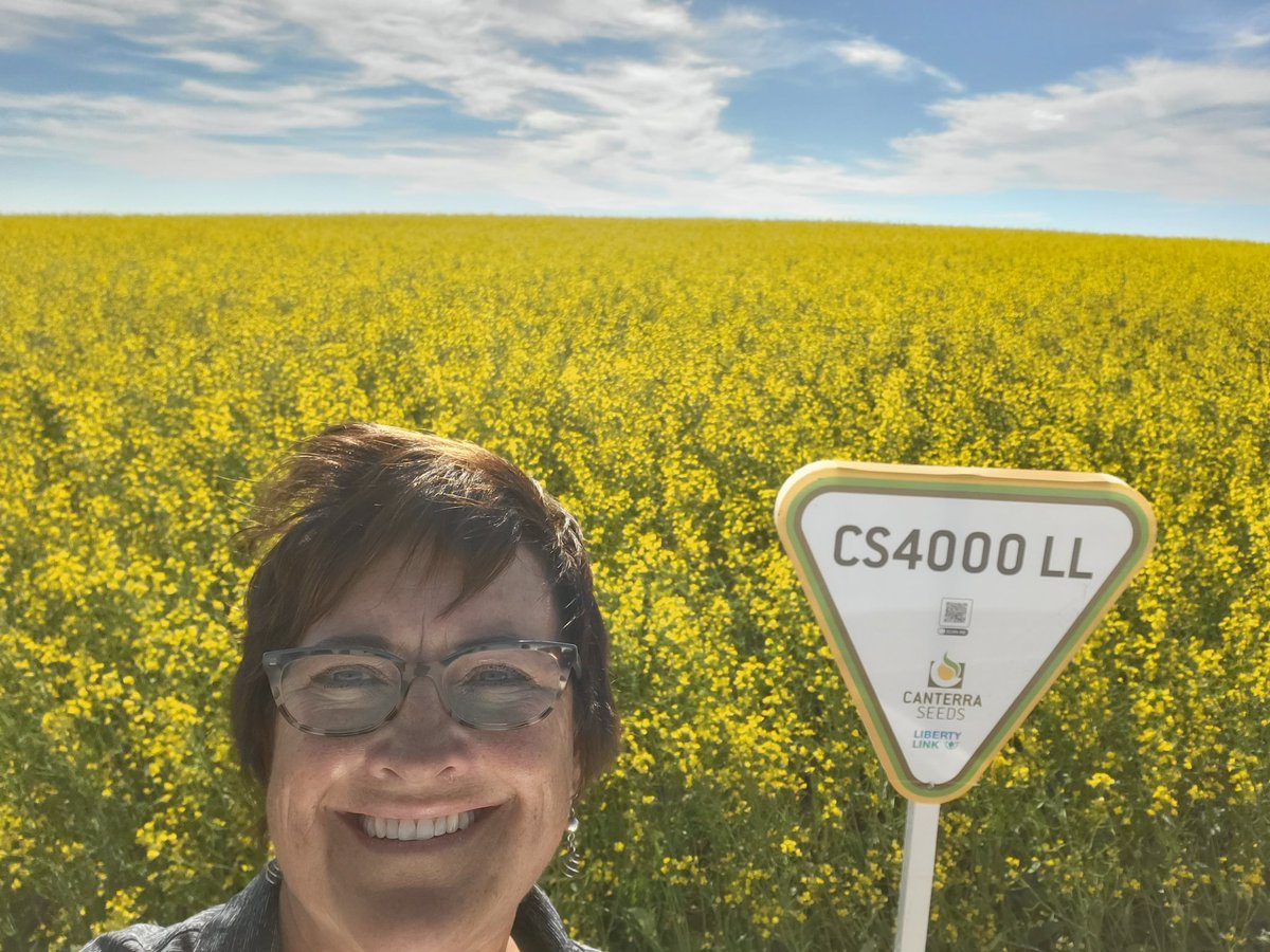 Page__Newton's tweet photo. Hard to believe every main stem on this @canterraseeds #CS4000LL was broken after hail a month ago! Thx Andy Entz @ Grassy Hill Colony for including us in your trial!@syngentacanada #HelixSaltro #FortenzaAdvanced #SeedtheDifference #BushelUp #westcdnag https://t.co/3whqOeptyC