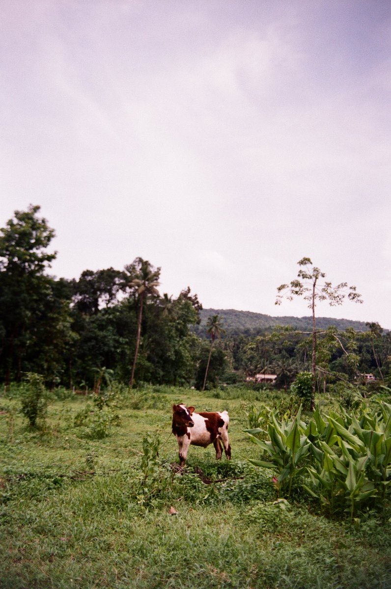 Mstrifert's tweet photo. more #35mm - this time: India https://t.co/xvyTgYeRFf