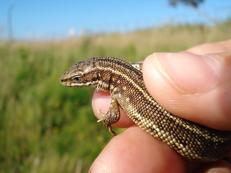 ContractEcology's tweet photo. New incidental species record from todays job site: common lizard! Previously unrecorded onsite. Spotted whilst we were strimming vegetation as part of annual habitat management of public open space 🦎 https://t.co/owGVHgMjwK