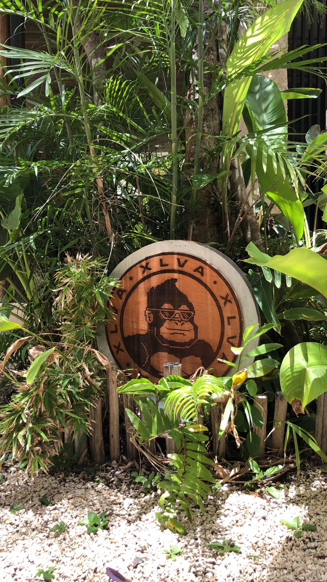 ProfeMicelio33's tweet photo. GM ☀️🏝
Another day in the Jungle 🦍🌴
@GorillaeNFT
#GorillaeGang #XLVACommunity #NFTsLatino #NFTsMexico #Solana https://t.co/NNzQocfsQA