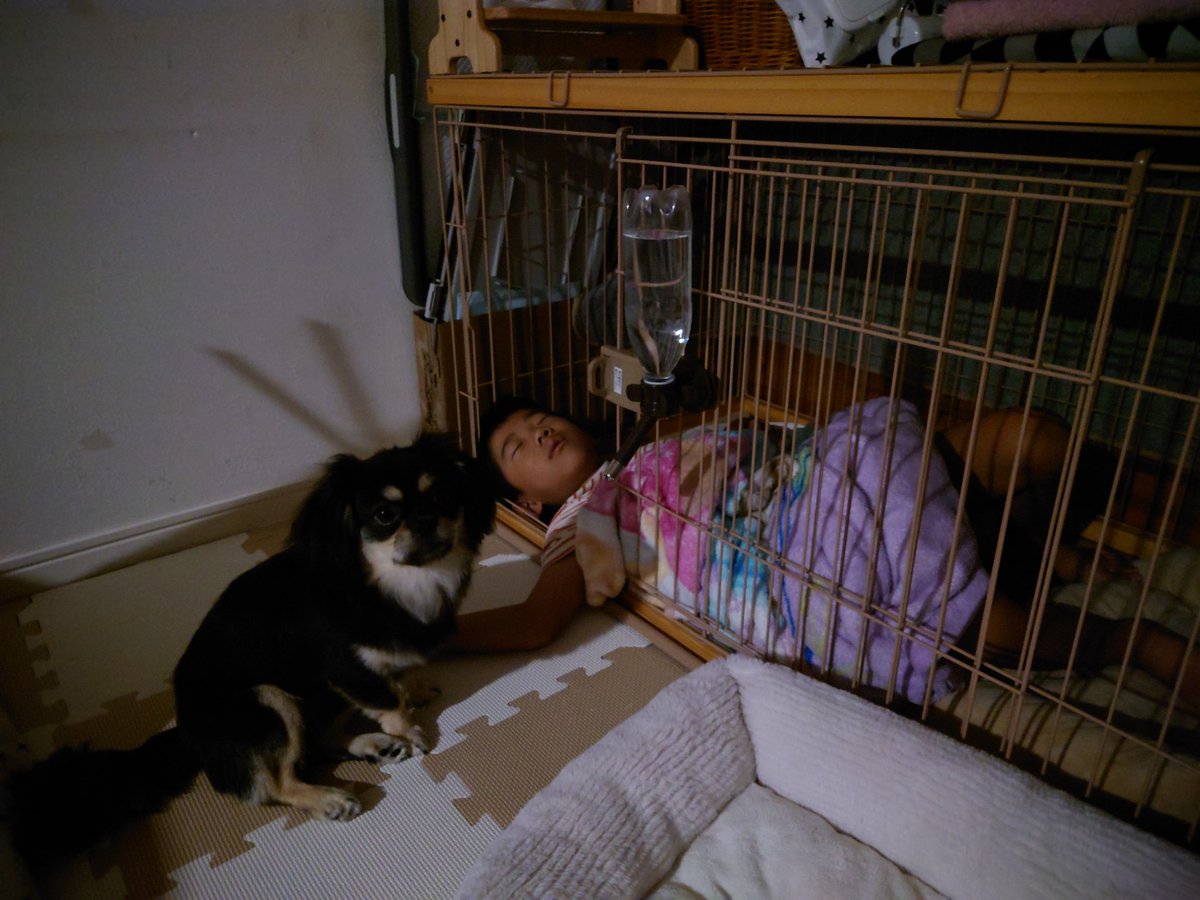 chosuge725's tweet photo. 家を乗っ取られた犬。
どうしてこうなった？ https://t.co/37T0Z7hTOi