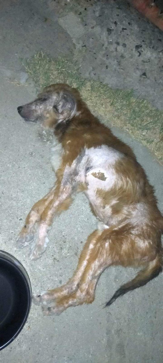 Iloverose99's tweet photo. FUNDRAISING Ph8,000 FOR LOLO 🐶
Lolo is a senior dog whom we rescued at a road side. He was already drooping when my brother found him, thus we immediately brought him for emergency care. https://t.co/iOYV1ClwuO