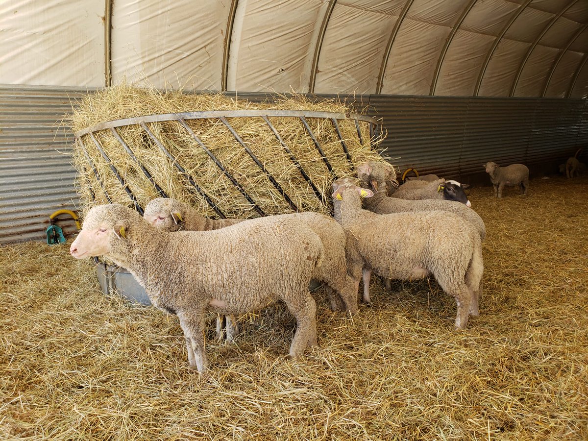 La Coopération Agricole Pôle Animal tweet media