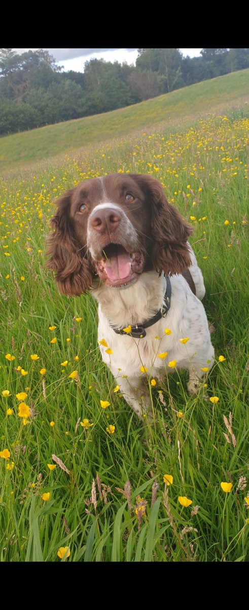 PSOSDogs's tweet image. #PDMac was on hand last night to assist officers in Glasgows east end. He searched a vehicle and located a large quantity of controlled drugs and money. #DrugsAreForMugs #KeepingPeopleSafe 🐾🏴󠁧󠁢󠁳󠁣󠁴󠁿