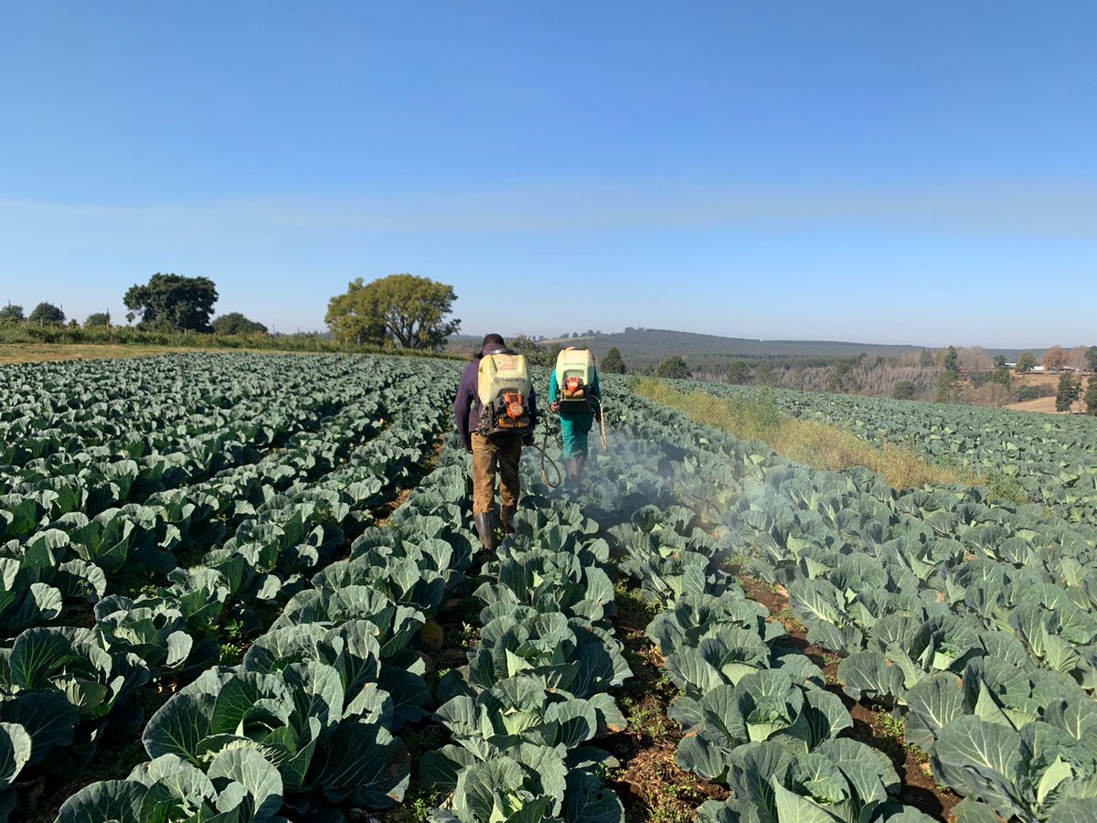 ModoP88's tweet photo. Looking for cabbage ๐
๐๐พ
There's been a bit of scarcity of cabbage in the last 2 weeks. Everyone's cabbage is still a bit small and soft.
This amazing farmer pre-sold us a ha and we locked him in at a good price. ๐
#agribusiness
#CabbageGirl
#AfricanGirlChronicles https://t.co/B6SR8UqWM0