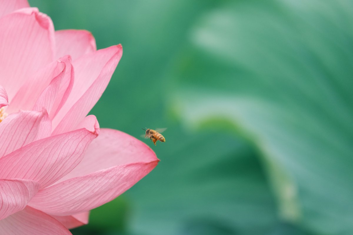 ikefukurouANZUU's tweet photo. はちすはちくる
#ファインダー越しの私の世界 #fujiphoto #不忍池 #tokyo #ueno #蓮 #lotus #bee #
Camera: #fujifilm_xseries #fujifilm X-T4 https://t.co/JmBdhxtGMb