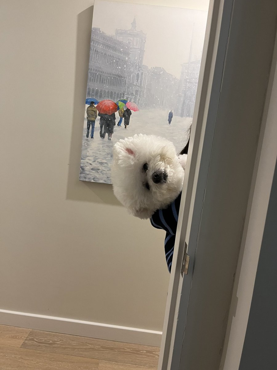 BichonMugsy's tweet photo. @OllyMister191 Mugsy my 10 year old bichon https://t.co/H9UuYBP1Bi