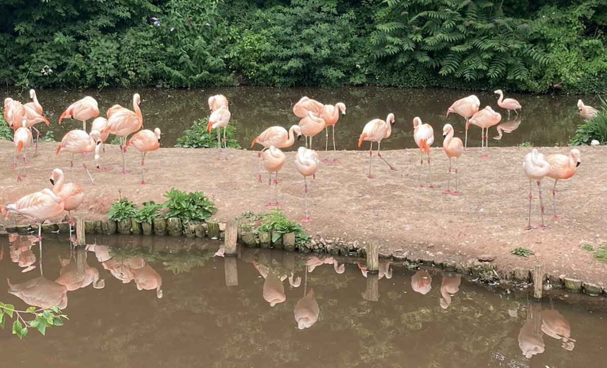 MrsVeriTea's tweet photo. Love is… when your tween son knows you like a #PrettyFlamingo &amp; your #TwitterFriends “do a flamingo thing on a Friday” so he sends a pic in the middle of his school trip &amp; buys you a flamingo keyring with his spending money.🦩#FYFlamingoF @TeacherPaul1978 @pennywpennyw @fidsta77 https://t.co/UdFl8tZ2Qp