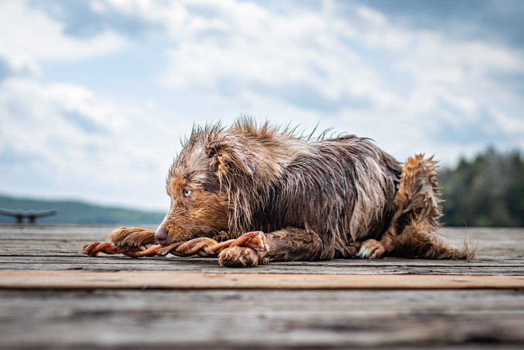 Nothing beats a bully stick lakeside after a day of swimming! 

🐶: <a href="/apollotojuniper/">APOLLO & JUNIPER</a>

#dogsoftwitter #twitterdogcommunity #twitterdogs #dogs #bullybunches #bullystick