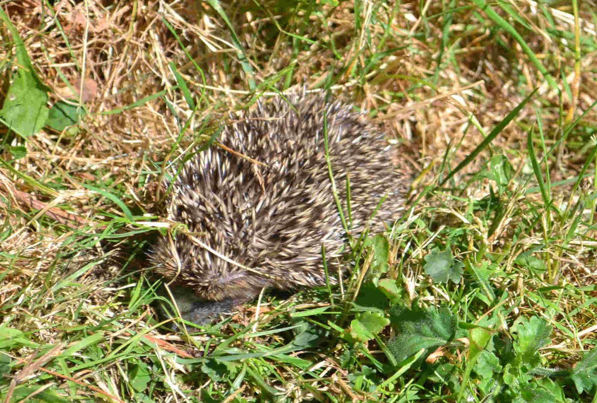 A couple of young visitors to our gardens. #ilkley <a href="/hedgehogsociety/">Hedgehog Society</a> <a href="/daily__hedgehog/">Hedgehog of the Day</a> <a href="/ChrisGPackham/">Chris Packham</a> <a href="/Charlie_Dimmock/">Henry Watt</a> <a href="/BradfordNature/">Bradford Nature</a> <a href="/TheGardenersRT/">TheGardenersRetweet</a>