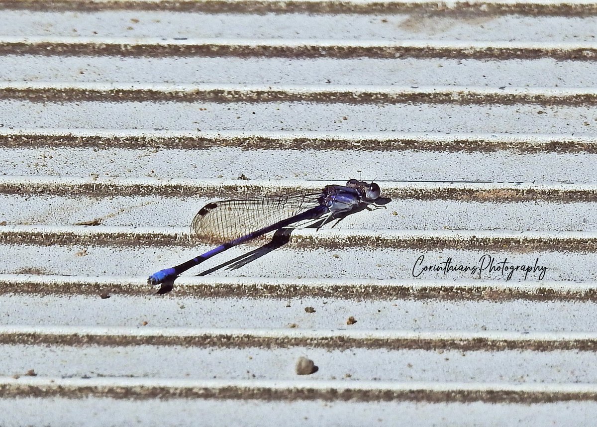 CorinthPhoto's tweet image. #violetdancer #dragonfly #nature #naturephotography #dragonflies #insects #wildlife #photography #summer #bugs #love #wildlifephotography #naturelover