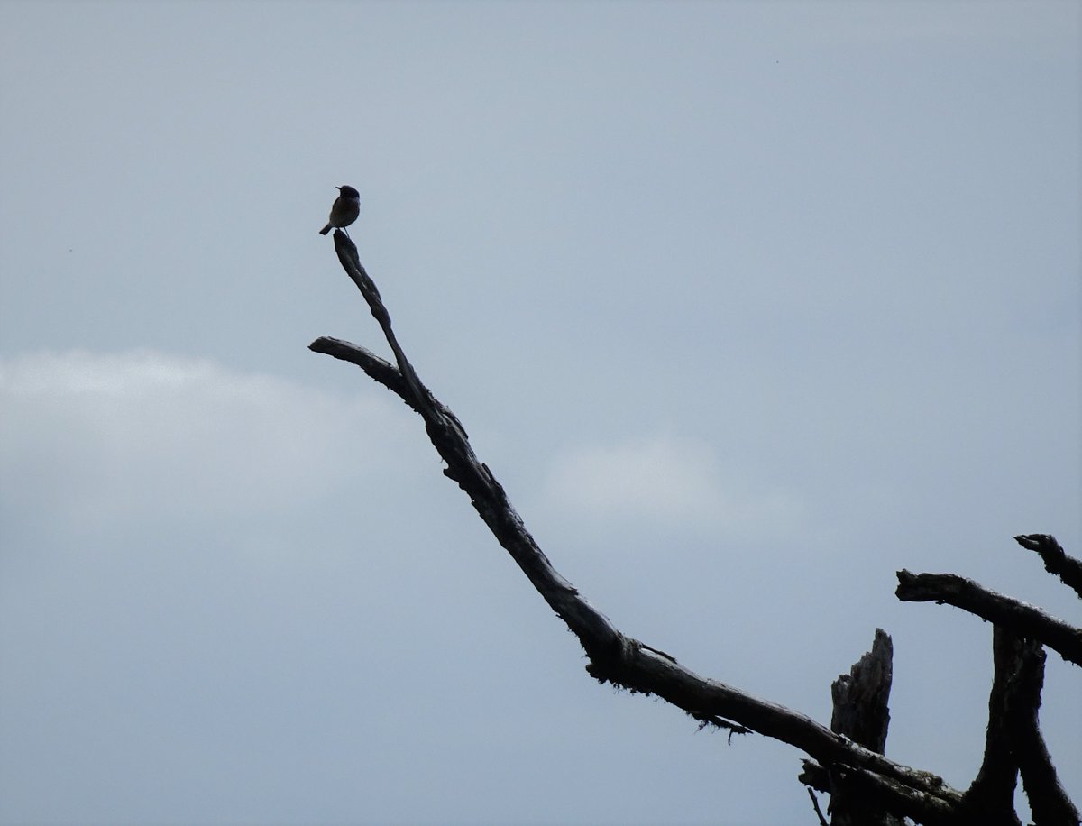 Tufters1's tweet photo. That favourite skeleton tree is waist high in bracken now.  Stonechats were using it this afternoon to call from while rounding up the youngsters. #Skeletontrees #Moorland #Exmoor https://t.co/MM0oK8Kefi