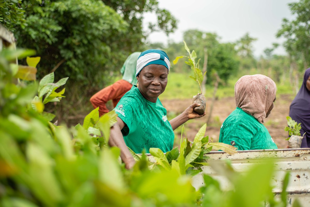 NigeriaWise's tweet photo. Photos Speak!
Women farmers in action during the 2022 WISE Tree Growing Enterprise for Food Security and Climate Change Mitigation in Kwara State, Nigeria.
#WISE
#WISEFoodHub
#WEA
#FoodSecurity
#SaveOurEcosystem
#ClimateAction
#SDGs https://t.co/2XTxQPNRvs