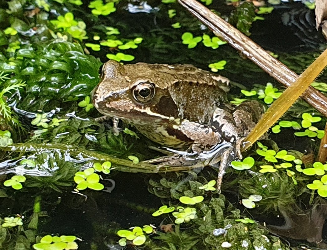 TetZoo's tweet photo. Today's #frog photos from pond 2, showing brand new metamorphs as well as animals 1, 2 or 3 years old. #frogs #pondlife https://t.co/JJXJy7mXLh
