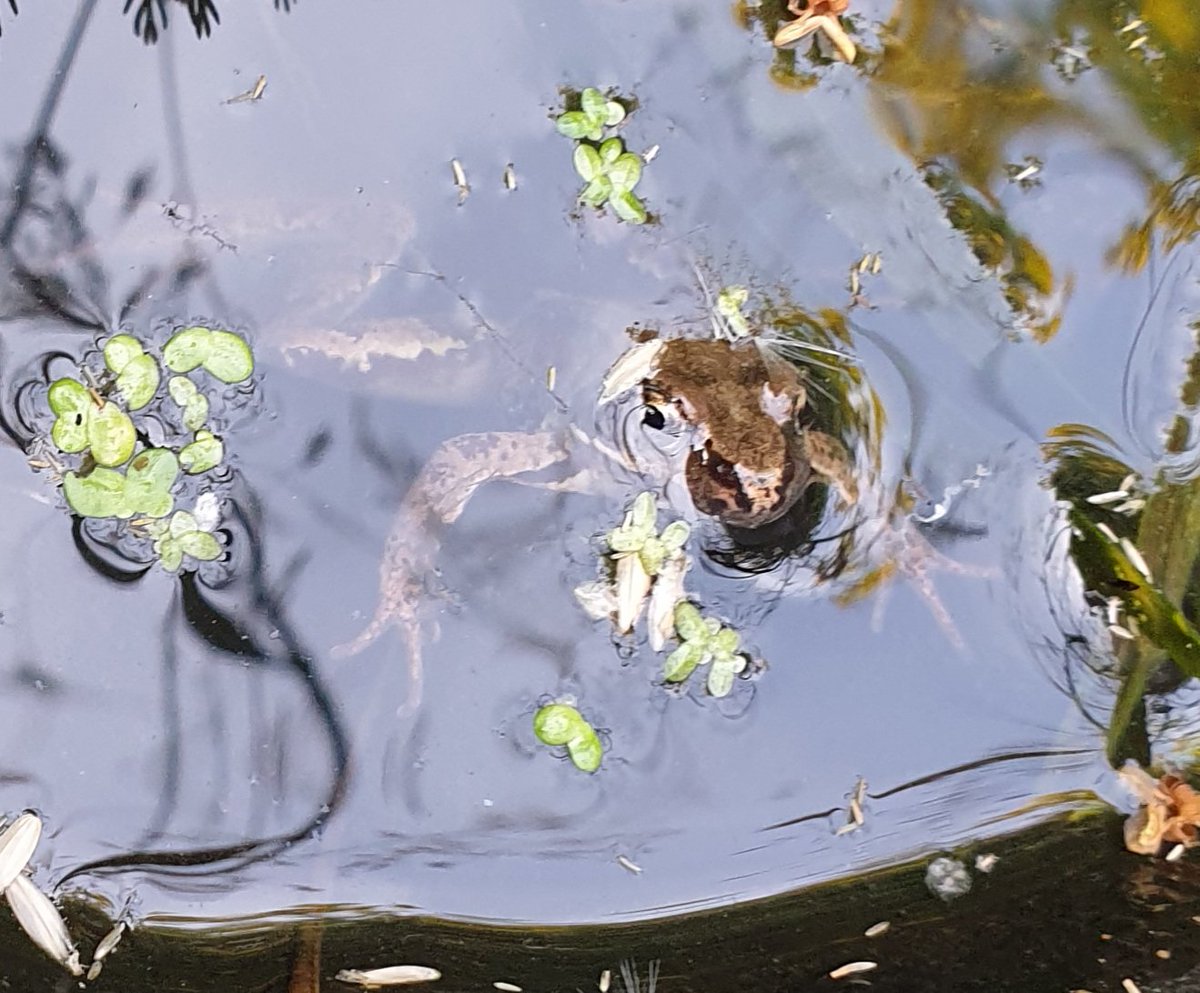 TetZoo's tweet photo. Today's #frog photos from pond 2, showing brand new metamorphs as well as animals 1, 2 or 3 years old. #frogs #pondlife https://t.co/JJXJy7mXLh