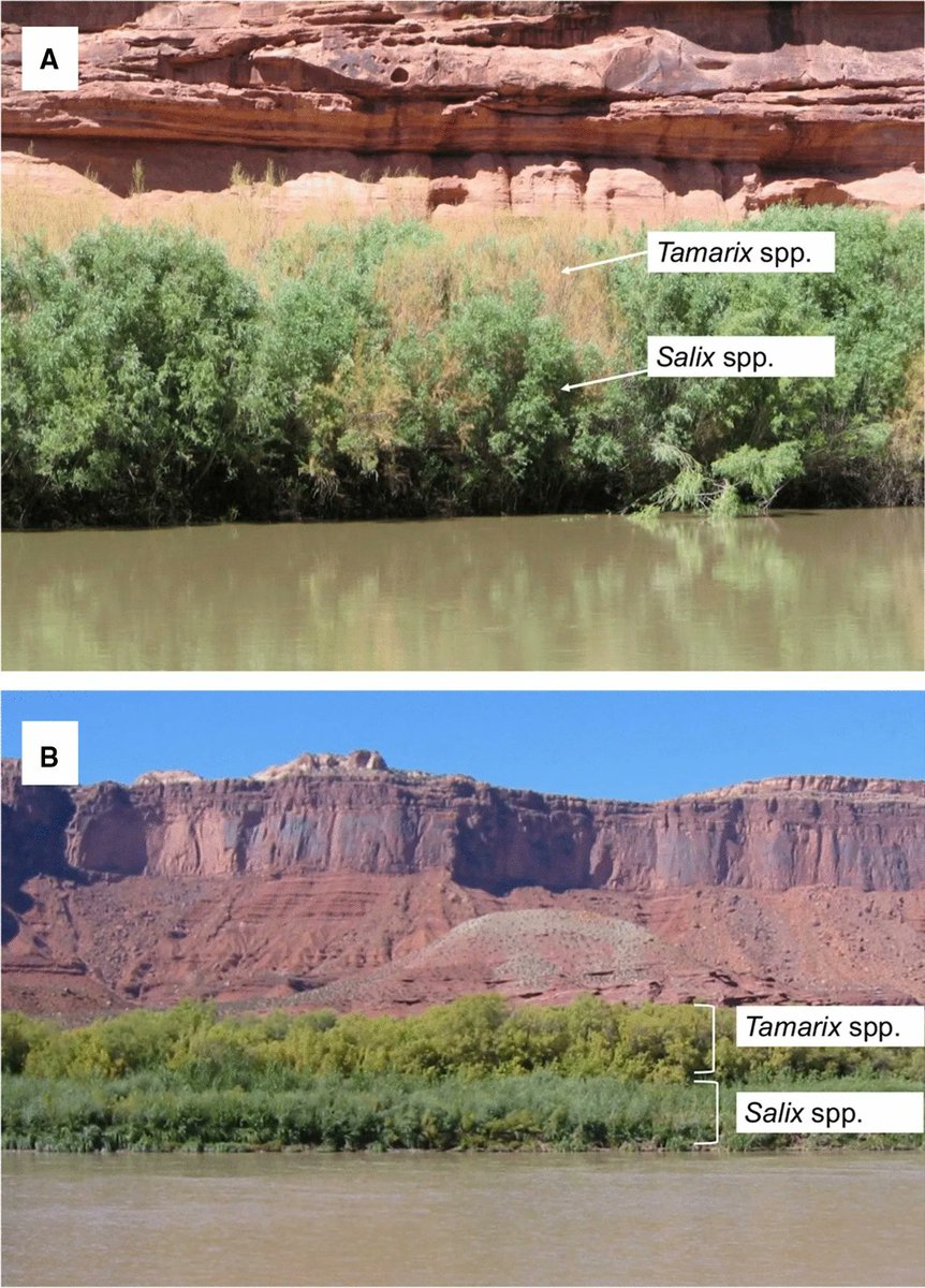Biological Invasions (@bioinvasions) on Twitter photo Removing an invasive tree isn't enough to promote a native tree: buff.ly/3ug65xf
<a href="/Dr_AnnaSher/">Dr. Anna Sher</a>, @DrAnnaSher Removing an invasive tree isn't enough to promote a native tree: buff.ly/3ug65xf
<a href="/Dr_AnnaSher/">Dr. Anna Sher</a>, @DrAnnaSher
