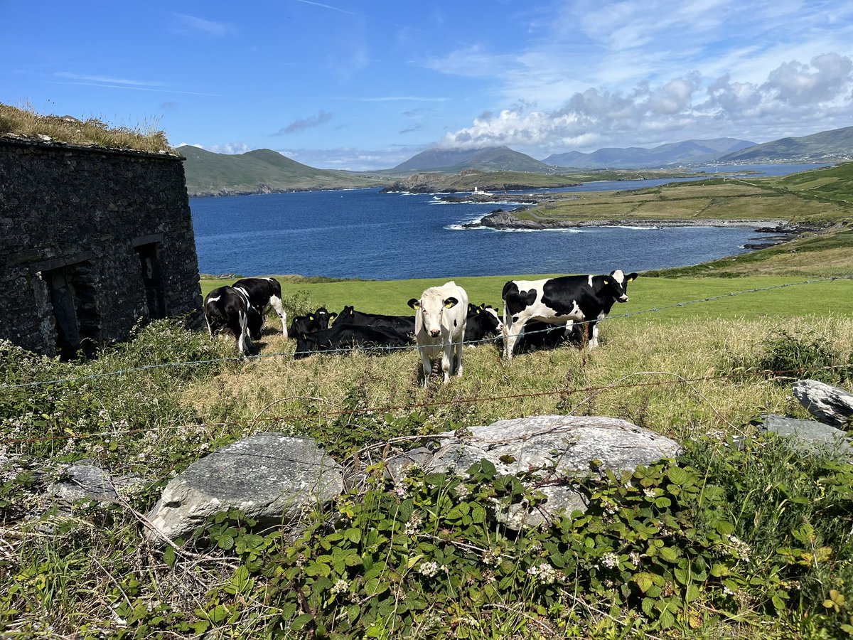 Coumilah01's tweet photo. Here’s something to brighten your timeline.
If you haven’t been.
You have to put it on your bucket list #ValentiaIsland #CountyKerry #IslandLife #IrelandLife https://t.co/j1YTBWCjKY