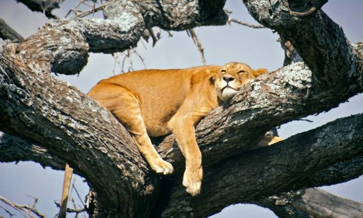 j_stocky's tweet photo. One of the requirements to be an Apex Predator is to sleep a heck  ton. https://t.co/IklAZ1uHOv