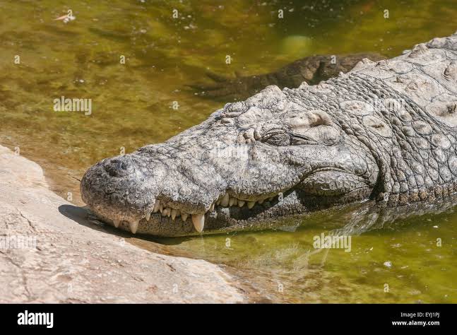 One of the requirements to be an Apex Predator is to sleep a heck  ton.