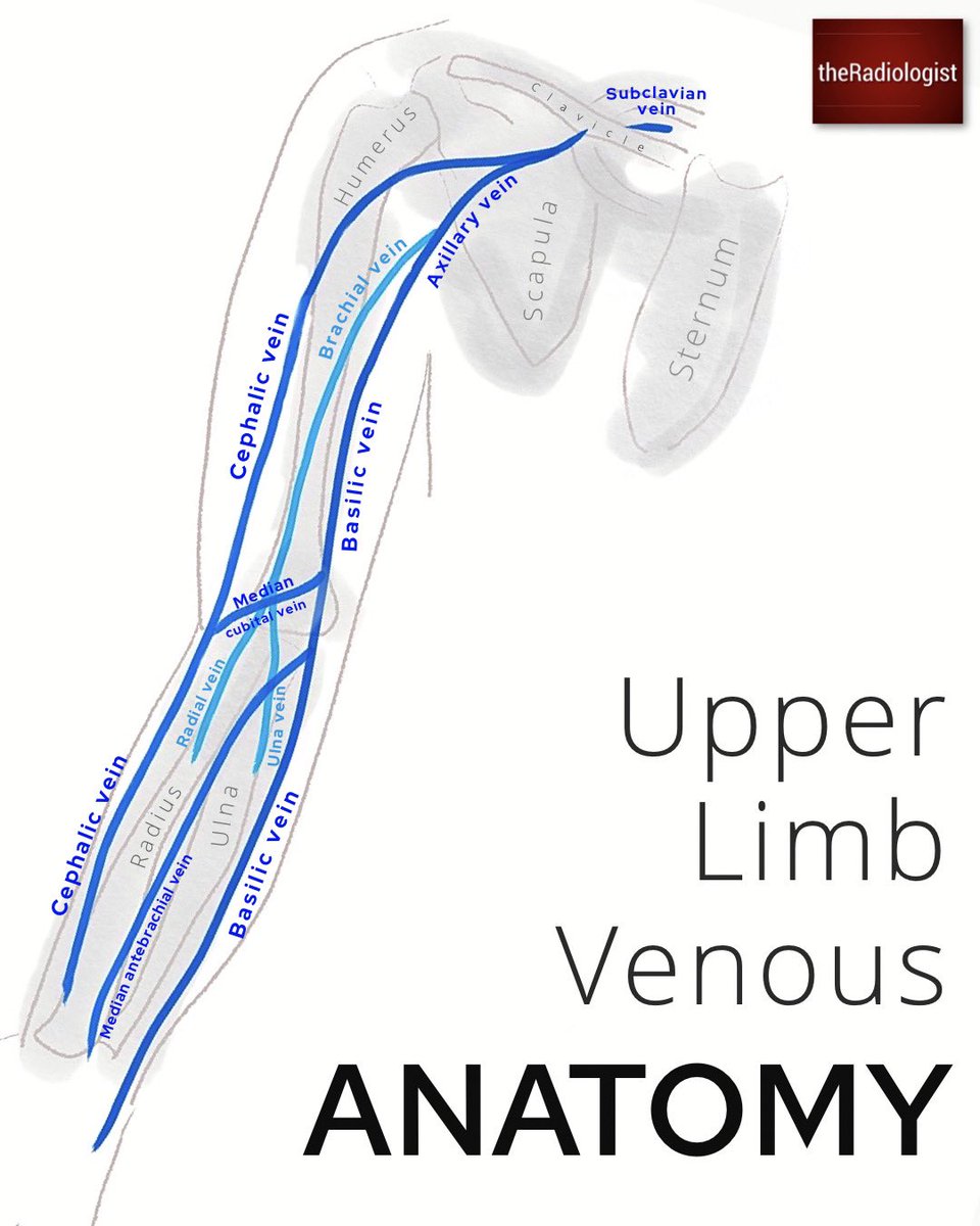 Simplified upper limb arterial and venous anatomy