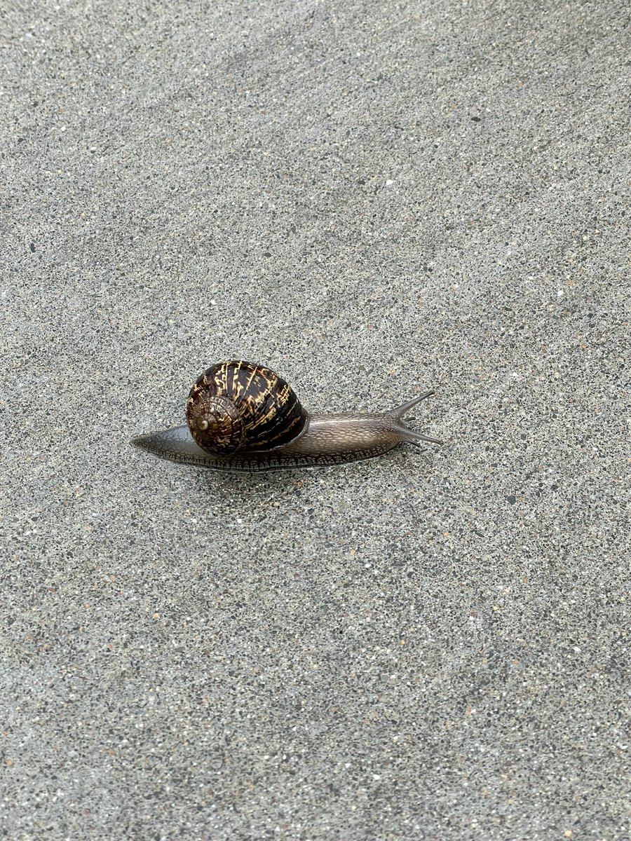 JiulingYang's tweet image. Saw this one moving super slowly but faithfully in the rain, and it just reminds me of myself and my research 😂