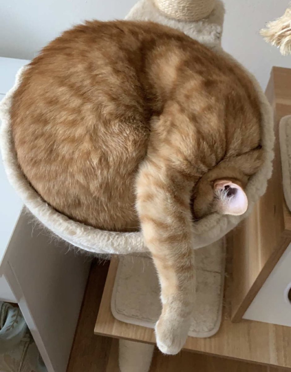 Woo? Benni? No Kittie hure just cinn emon rol