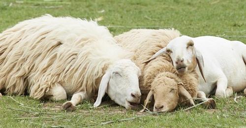 Critérios para reconhecer a #senciência
Há três critérios gerais para decidir se um ser é #senciente .  Eles envolvem considerações comportamentais, evolutivas e fisiológicas.

animal-ethics.org/criterios-reco…