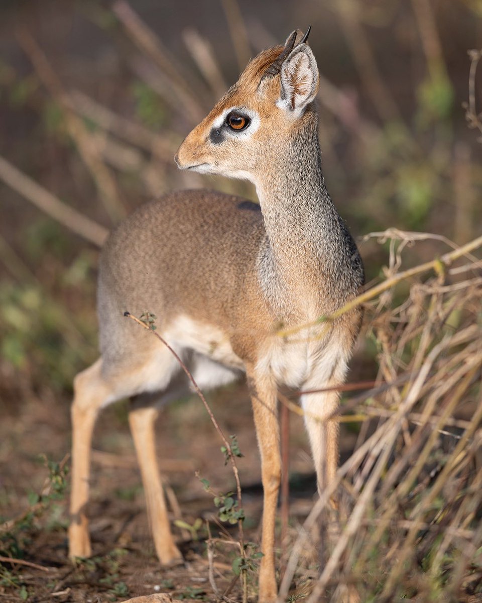 onenaturehotels's tweet photo. Beneath the inner corner of a Dik-dik’s eye is a dark spot that contains a preorbital gland. This gland secretes a tar-like liquid that the Dik-dik will use to smear onto the twigs &amp; grass surrounding the area that it wants to scent-mark as its territory.

#wildlife #travelagain https://t.co/SDwHhqJjIo