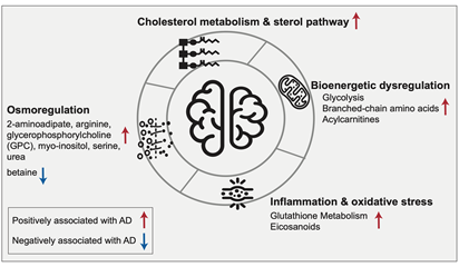 Matthias Arnold (@_matthiasarnold) on Twitter photo just out in A&D 👇
The landscape of metabolic brain alterations in Alzheimer's disease
alz-journals.onlinelibrary.wiley.com/doi/10.1002/al…
great collaborative effort from #AMPAD led by @richreckons. too many results for one manuscript --> online repository at omicscience.org/apps/brainmwas/.
highlighted pathways: just out in A&D 👇
The landscape of metabolic brain alterations in Alzheimer's disease
alz-journals.onlinelibrary.wiley.com/doi/10.1002/al…
great collaborative effort from #AMPAD led by @richreckons. too many results for one manuscript --> online repository at omicscience.org/apps/brainmwas/.
highlighted pathways: