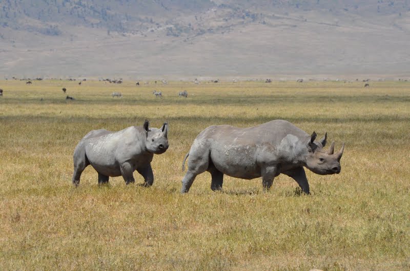 SENE_TZ's tweet photo. Black Rhinos are critically endangered!! Tanzania is home to some of the few that remain in the wild and they can be seen on safaris in the National Parks #Rhinos #Safari #SENE https://t.co/VGFmFXhrBr