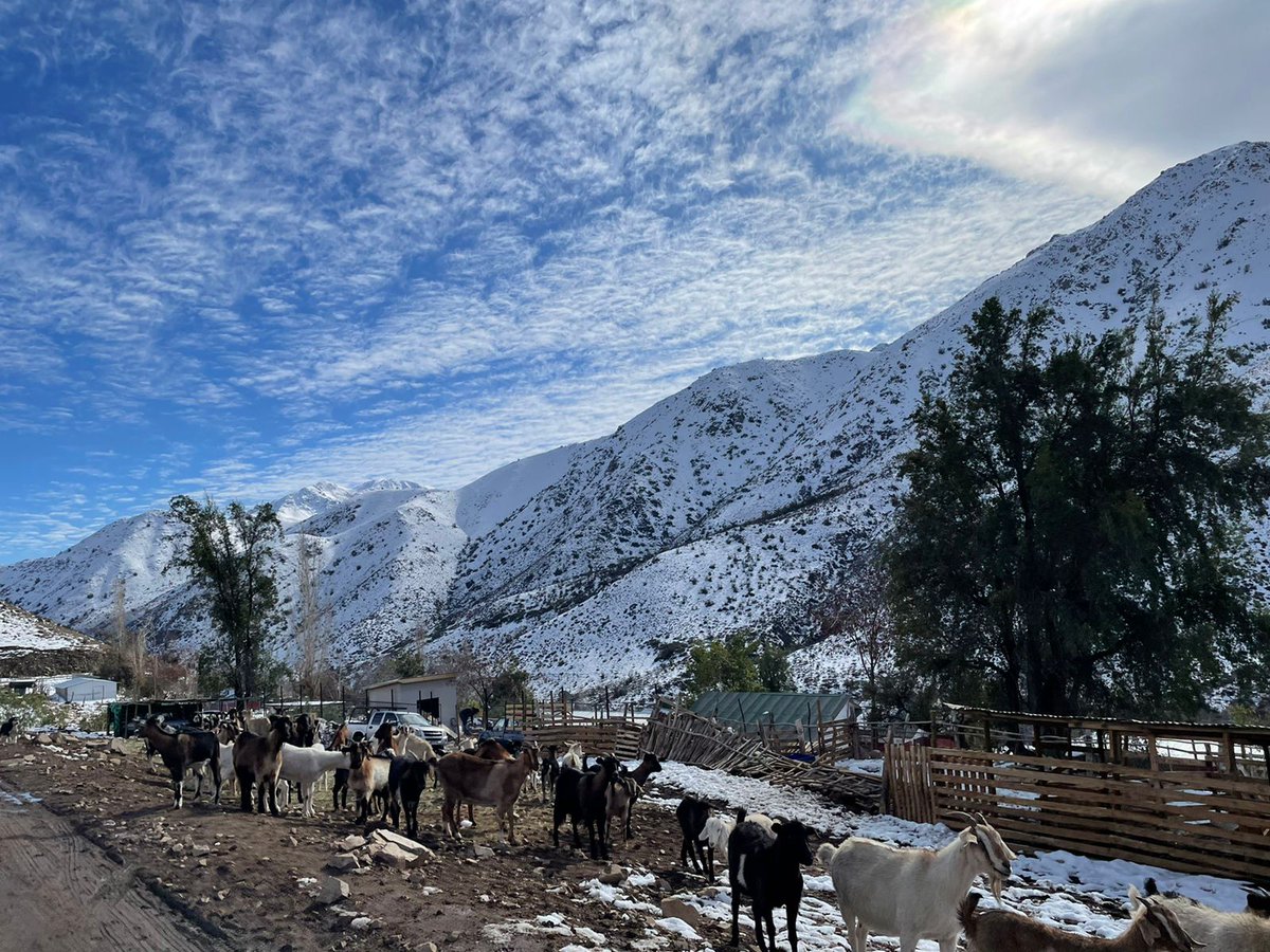 MUNI_ILLAPEL's tweet photo. Llegamos con el alcalde @denis_cortes hasta la localidad de #ElPiche para entregar ayuda a crianceros que tras la ❄️🌧️ quedaron afectados y con escasez en alimentos para sus animales https://t.co/evlwOvL0w4