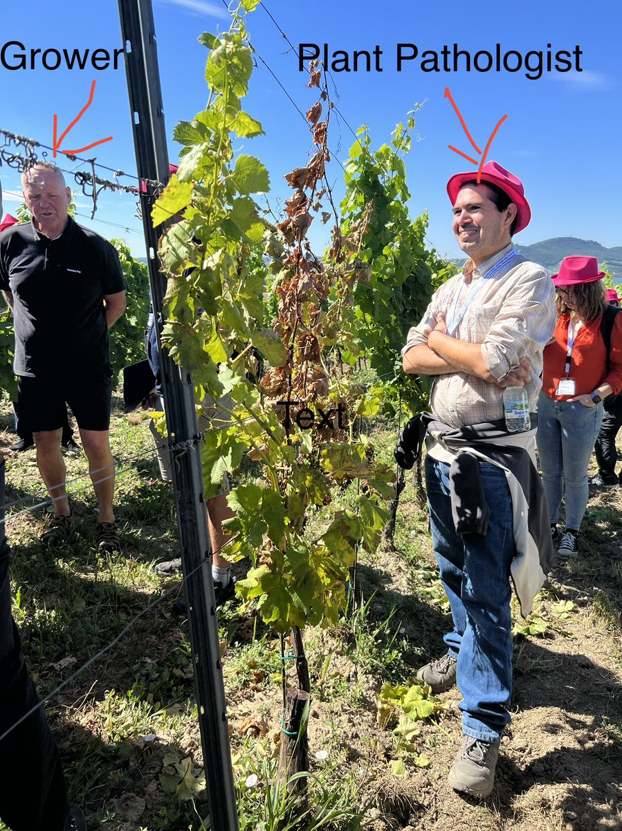 achalakc's tweet photo. Field trip to South Moravia. Great vineyards and wines, mostly Riesling #IWGTD2022 https://t.co/K5xfdXEVNy