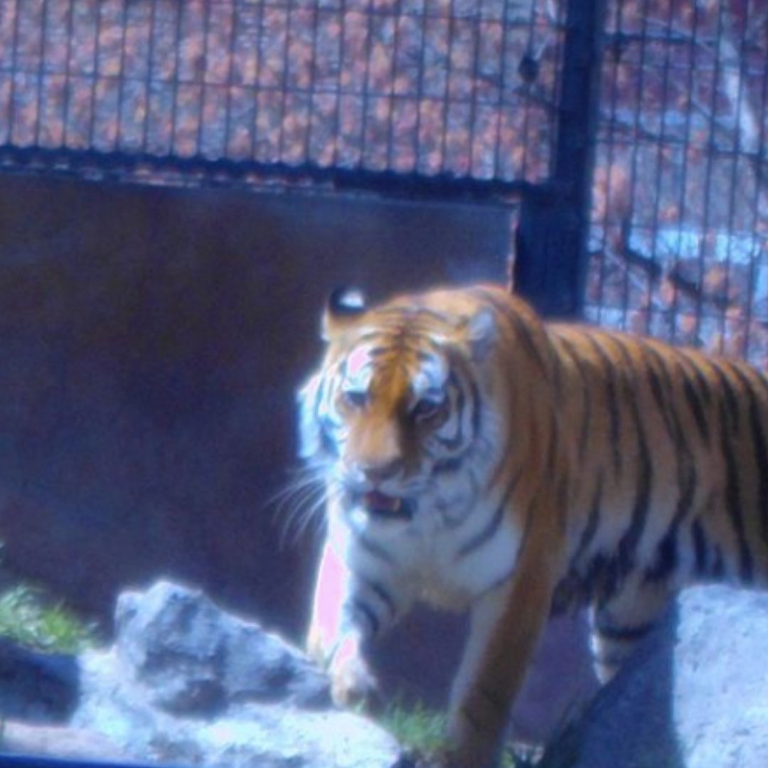 eSightEyewear's tweet photo. This week’s #CapturedWitheSight is an image from one of our amazing users Steven! He was able to capture these images when outdoors, taking a look at a tiger!

Share what you capture using the #CapturedWitheSight

#eSight #eSight4 #AssistiveTechnology #VisuallyImpaired https://t.co/dhBg68gfsx