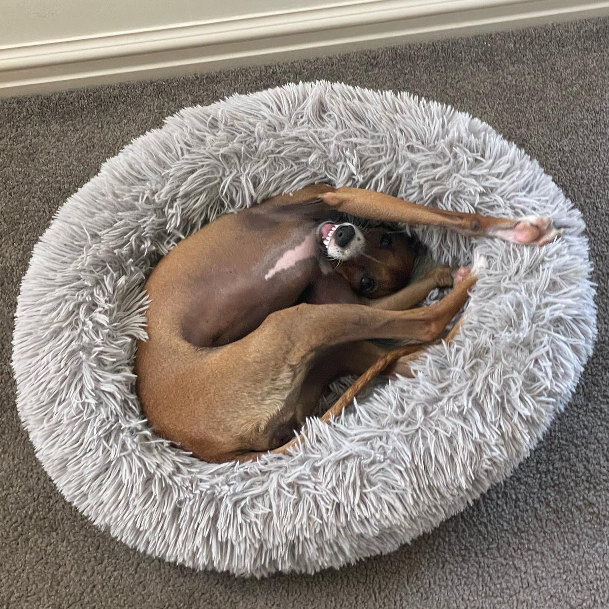 This is Doris. She hasn't quite figured out how to use her bed yet. Thinks she's getting close though. 12/10