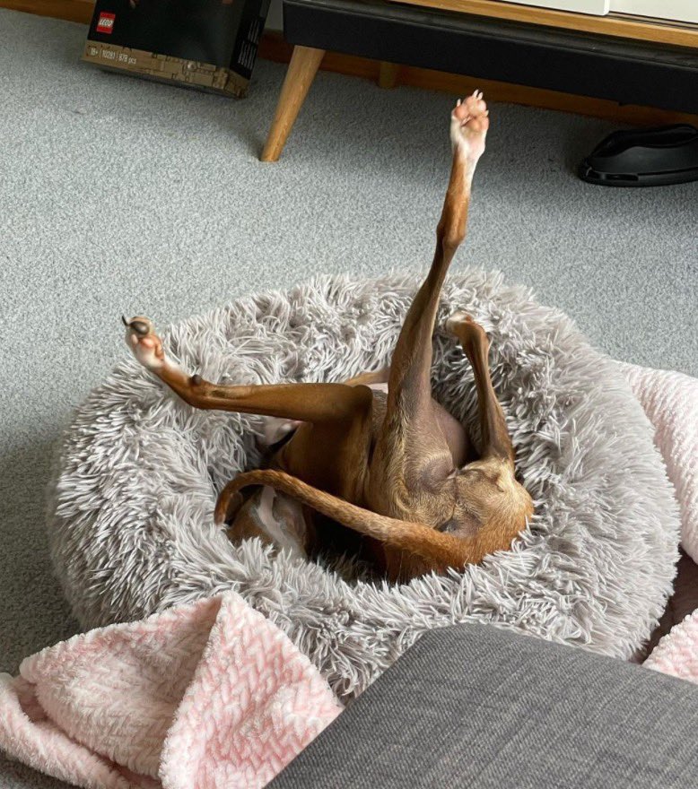 dog_rates's tweet photo. This is Doris. She hasn't quite figured out how to use her bed yet. Thinks she's getting close though. 12/10 https://t.co/foaMk7STia