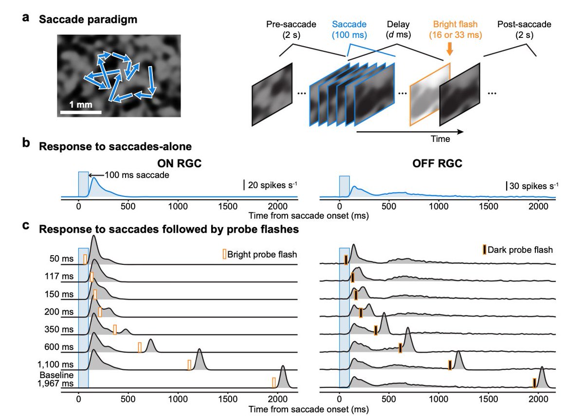 New paper with lots of great insights. One particular favorite: pre-saccadic perceptual suppression can still be jumpstarted in the retina. Work with Thomas Münch, <a href="/FelixFranke7/">Felix Franke</a>, <a href="/sidrees88/">Saad Idrees</a>, <a href="/MatthiasPhilip6/">Matthias Philipp Baumann</a>, <a href="/kfrankelab/">Katrin Franke</a>, and others.
hafedlab.org/2022/07/13/new…