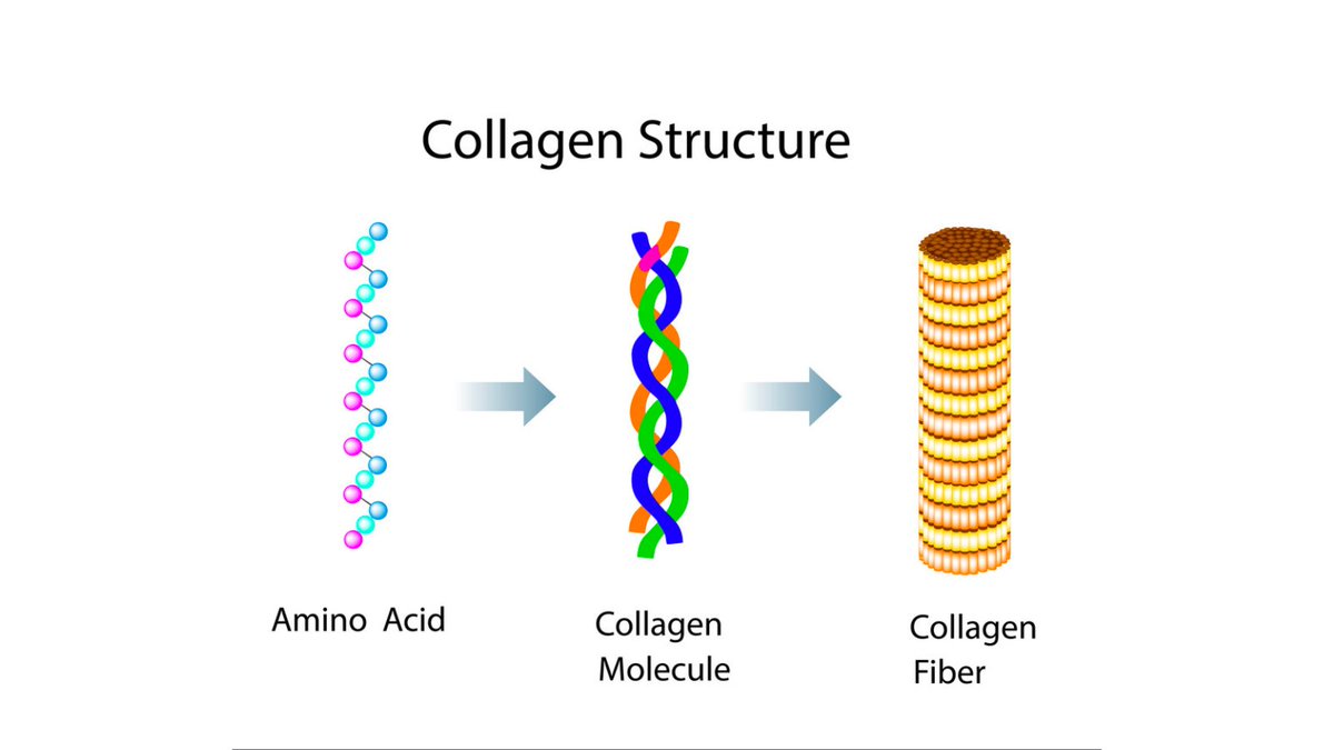 Your COLLAGEN Crash Course

What it is, what the research says, and why you should care.

//A Thread...