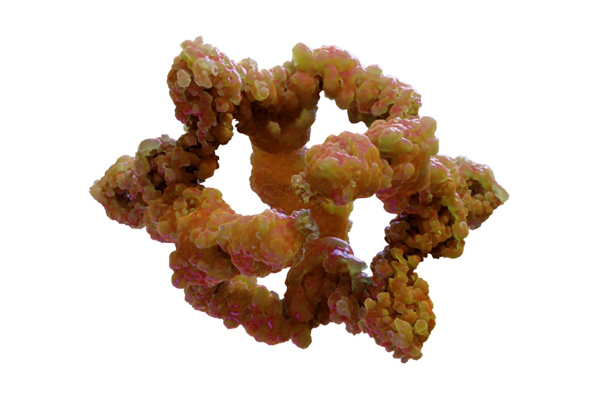 Whitehead Institute (@whiteheadinst) on Twitter photo Out now in <a href="/Nature/">nature</a>: former Whitehead Institute researchers <a href="/mlvalenstein/">Max Valenstein, MD, PhD</a> and <a href="/kbrogala/">Kacper Rogala</a> solve the 3D structure of GATOR2, a protein complex that plays a key role in regulating cell growth: wi.mit.edu/news/form-foll… Out now in <a href="/Nature/">nature</a>: former Whitehead Institute researchers <a href="/mlvalenstein/">Max Valenstein, MD, PhD</a> and <a href="/kbrogala/">Kacper Rogala</a> solve the 3D structure of GATOR2, a protein complex that plays a key role in regulating cell growth: wi.mit.edu/news/form-foll…