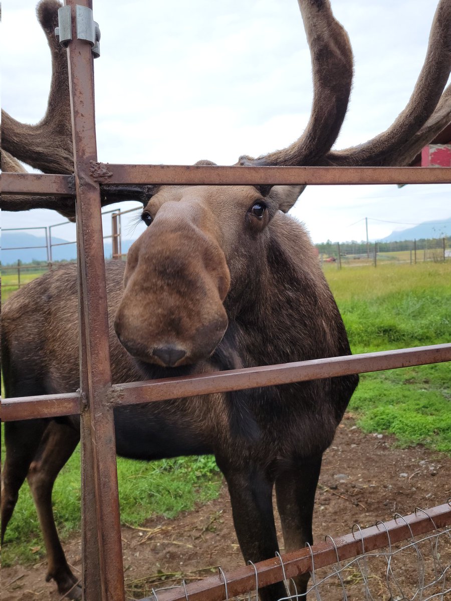 Dadliest_'s tweet photo. Went to the Reindeer Farmer! I was able to feed a moose as well! https://t.co/Cgqib2PRa1