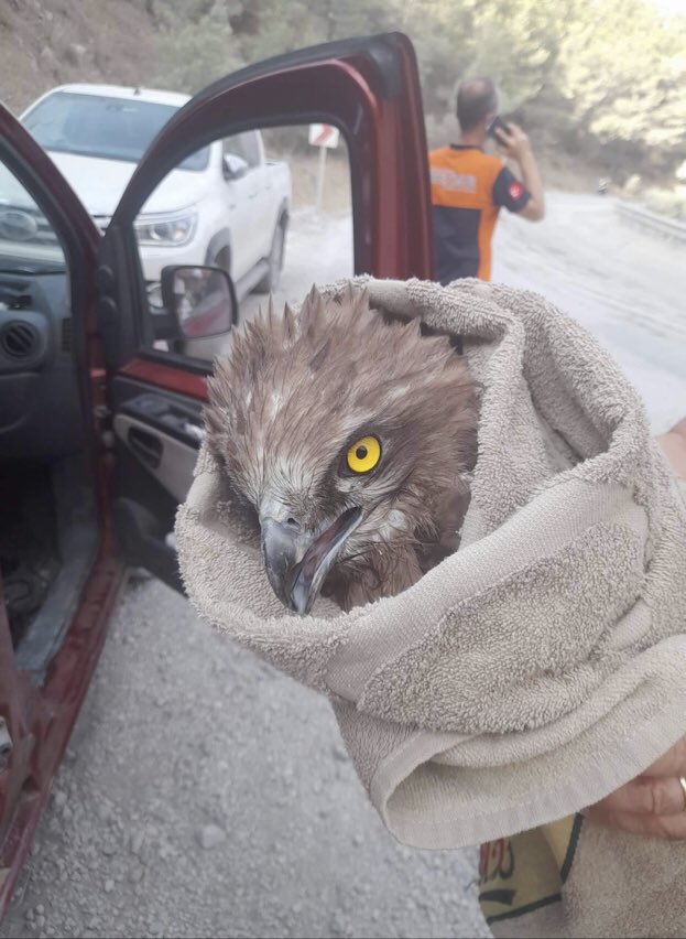 🔥Datça Yangını🔥Yılan Kartalı! Onur Yurtbaşı tarafından kurtarıldı. Bir gözü duman etkisi ile kızarmış durumda. Şokta! Veteriner kontörüne alındı. Teşhisi yapan değerli dostum <a href="/matvor/">Gökçe Coşkun</a> tavsiyelerine göre izlemesi yapılacak.