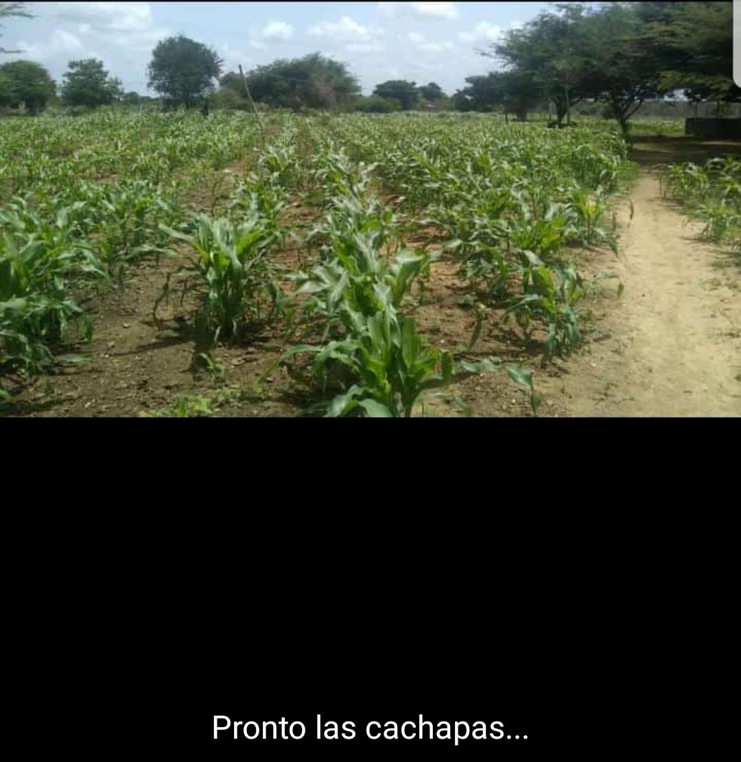Gilbertotambo's tweet photo. #ProducirEsVencer Mi tierra es una bendición https://t.co/ryGSOZSYn3